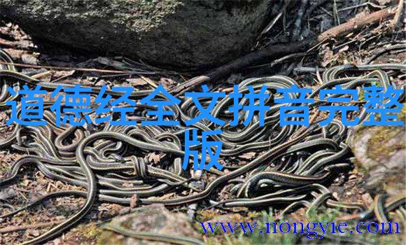 人无欲则刚铁血之心