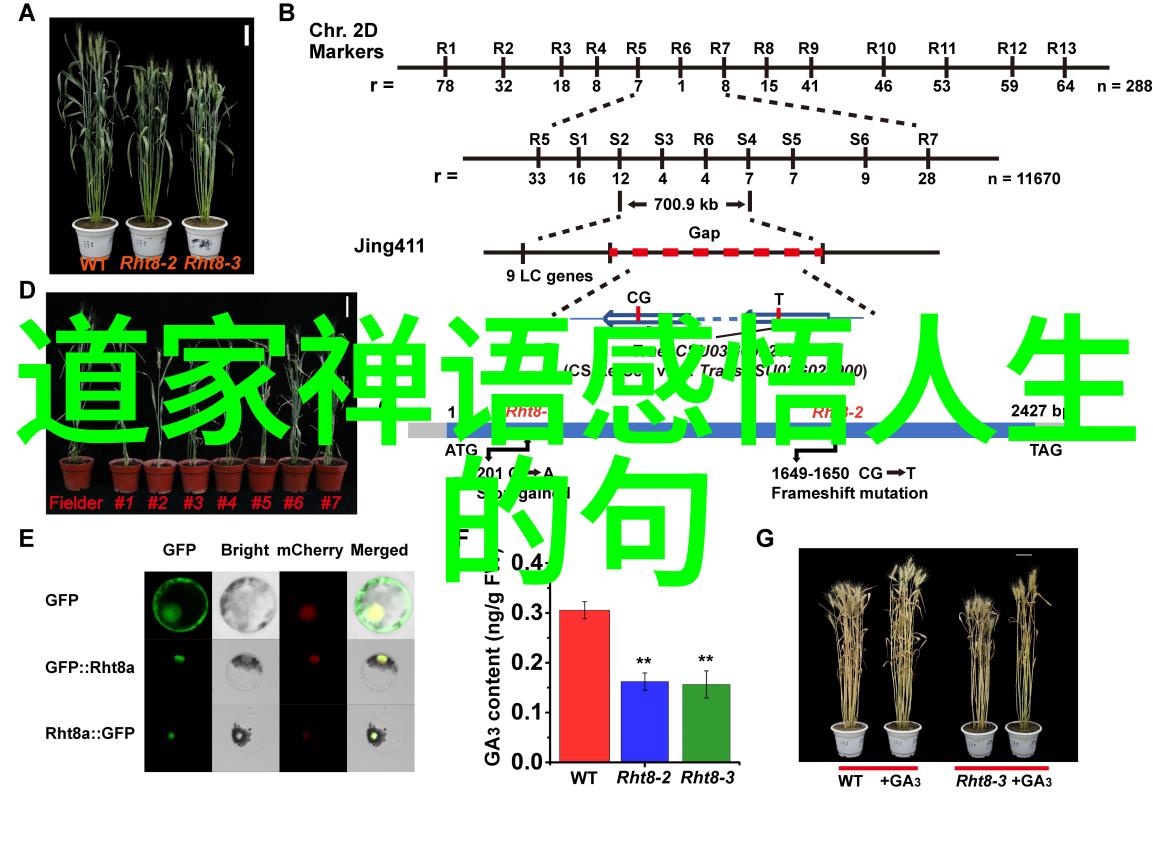 红楼梦第九十一回