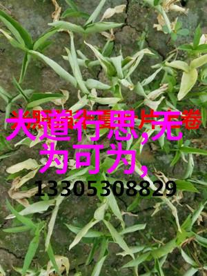 乱妃宫廷风云中的爱与权力
