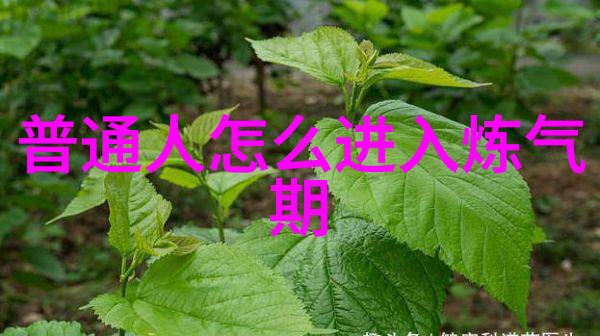 当道士天地灵应的秘密使者