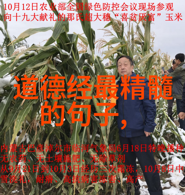 道的智慧探索无为而治与无不为的哲学奥秘