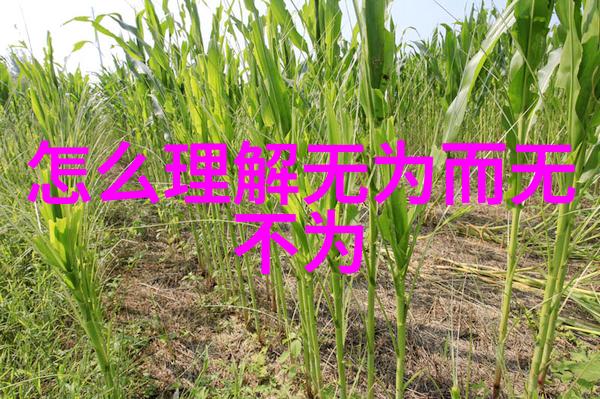 天界秘籍揭秘道教神仙的长生之道