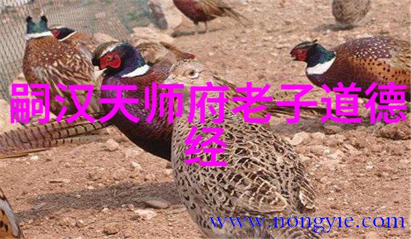 森林的味道学长的尝试与发现
