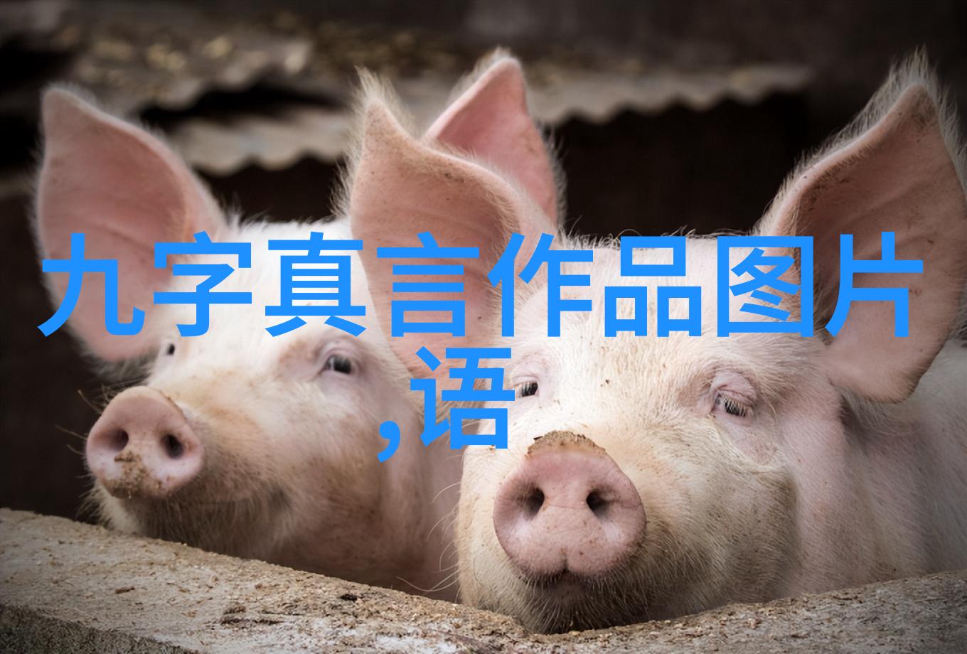 道士的经典悄悄话在山林间寻找内力与笑声