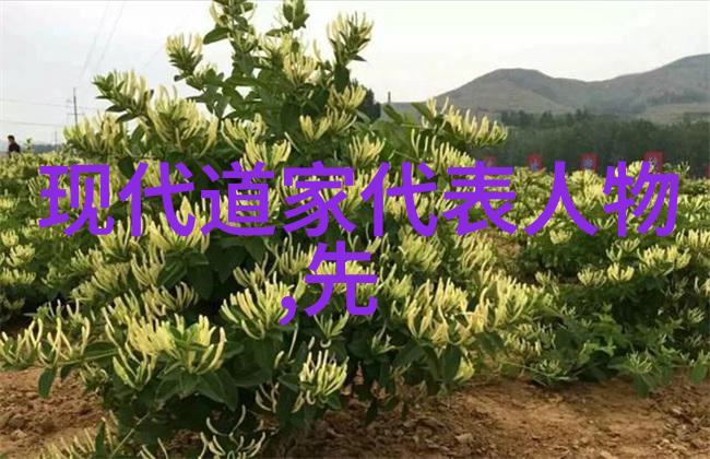 从无不为到有所为转变生活节奏的艺术