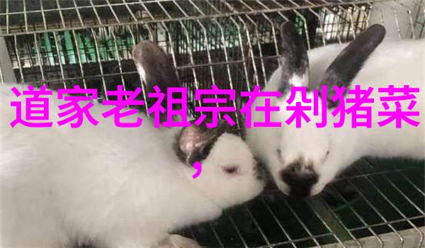 无欲则刚的人生哲学坚定信念与内心平和的探索