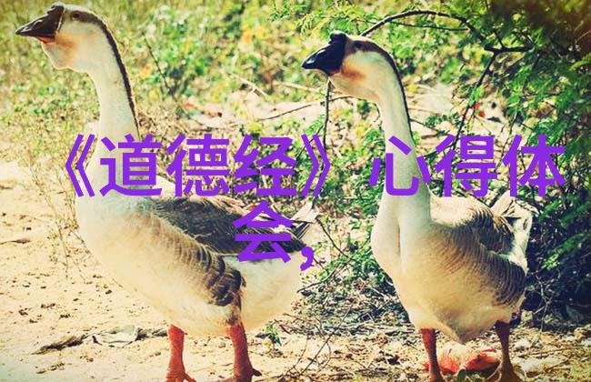 把握本真忘却浮华对抱朴守拙的解读