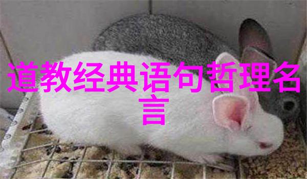 清泉诗韵探索李清照词中的深意