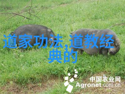 现代诗歌之美五首小诗的韵味与深度