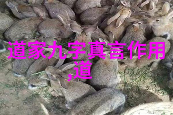 老子与庄子的对话探索自然与人生的和谐