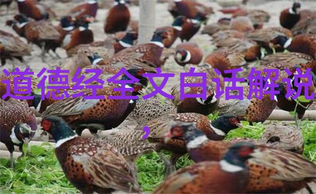 道德经全文及译文诵读-道德经探秘揭开古老智慧的面纱