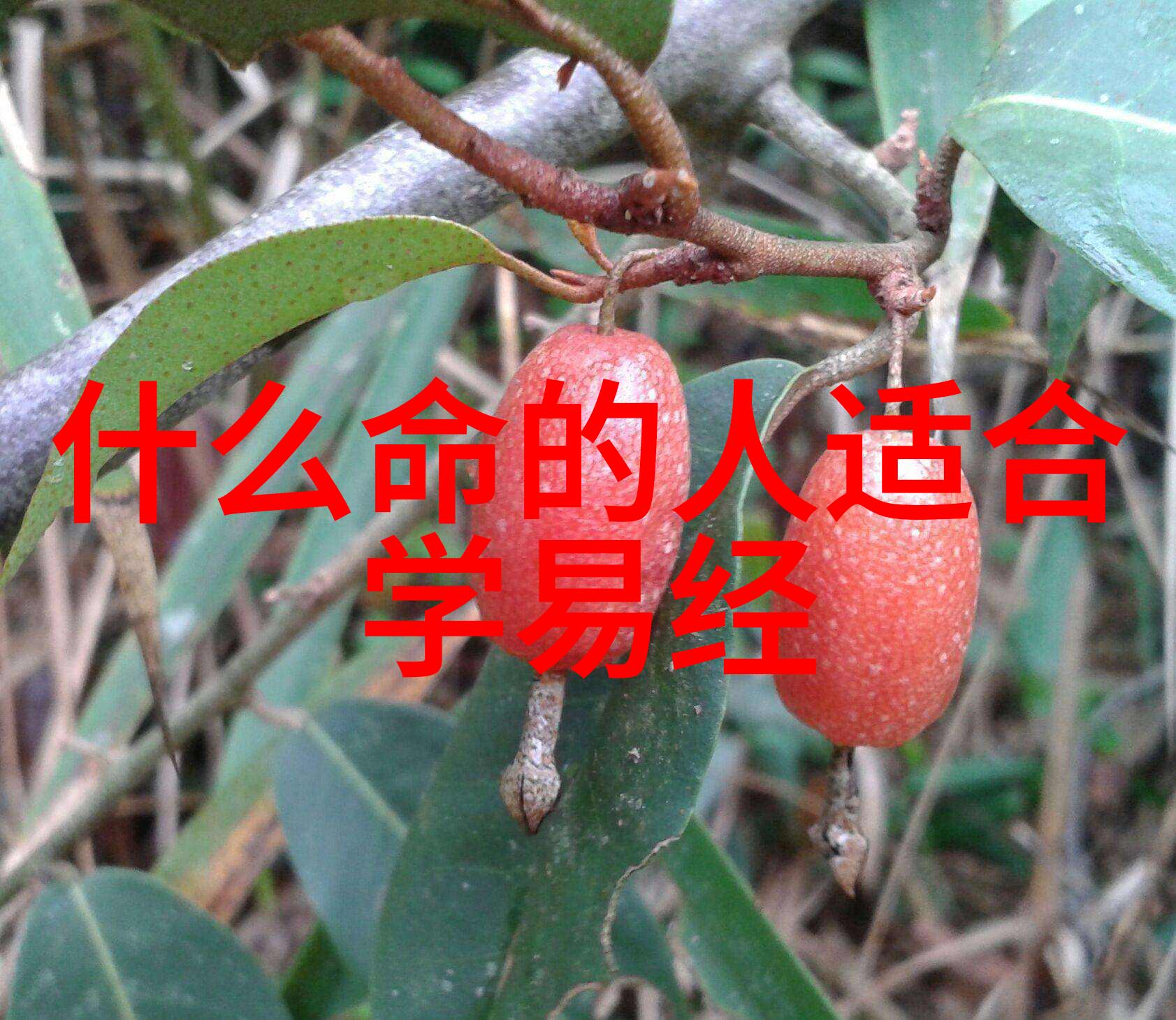 内心平和则外表坚强如何通过内心的平和与自我控制来展现出坚韧不拔的外在形象