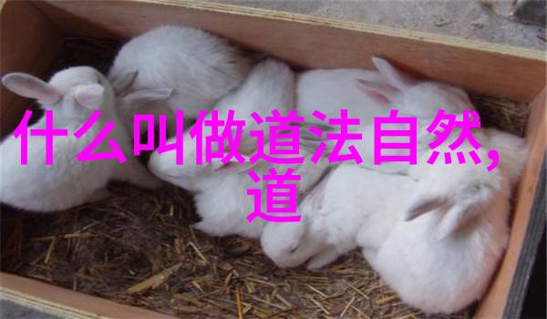 老子道德经带拼音全文解读探索道与德的智慧之源