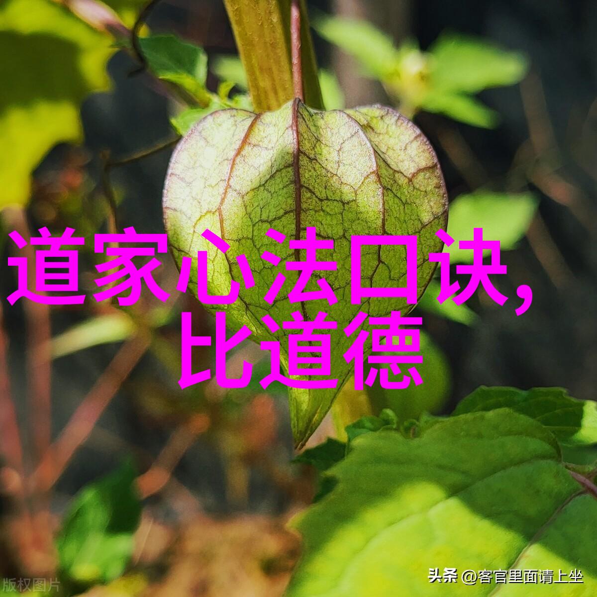 现代道教领袖他们的修行方法有哪些秘密