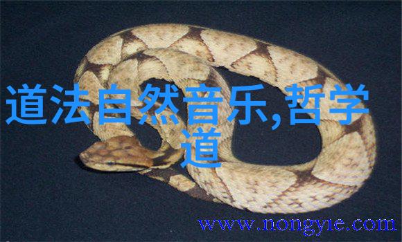 学玄学怎么入门我是怎么开始探索那些神秘奥秘的