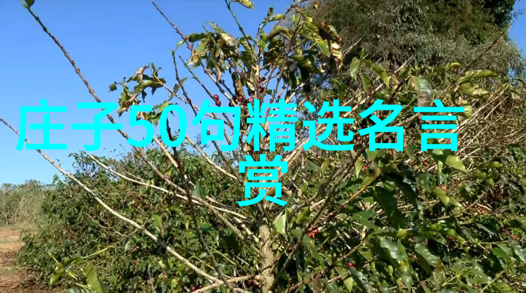 心灵启航佛语里的朋友圈智慧