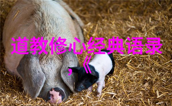 寻仙道观揭秘四大名山的神秘