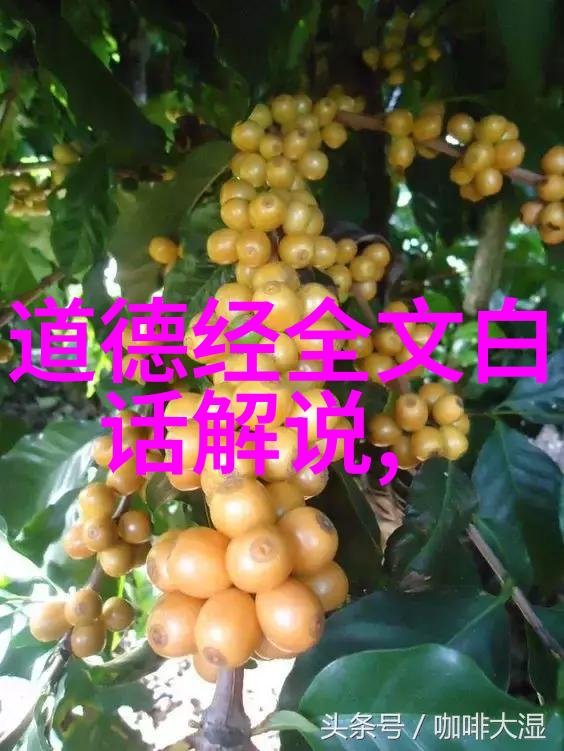 道德经注音解读探索古代智慧的语文奥秘