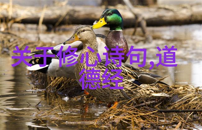 道家哲学的智慧探索道可道非常道的奥秘