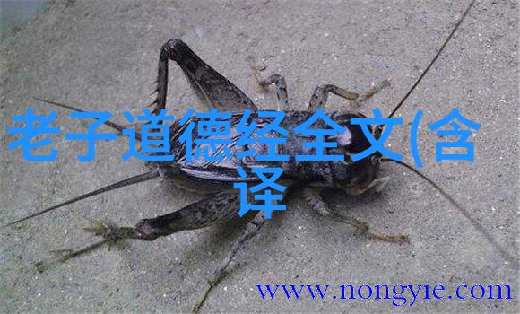 天堂里的叔叔一个关于岁月与智慧的故事