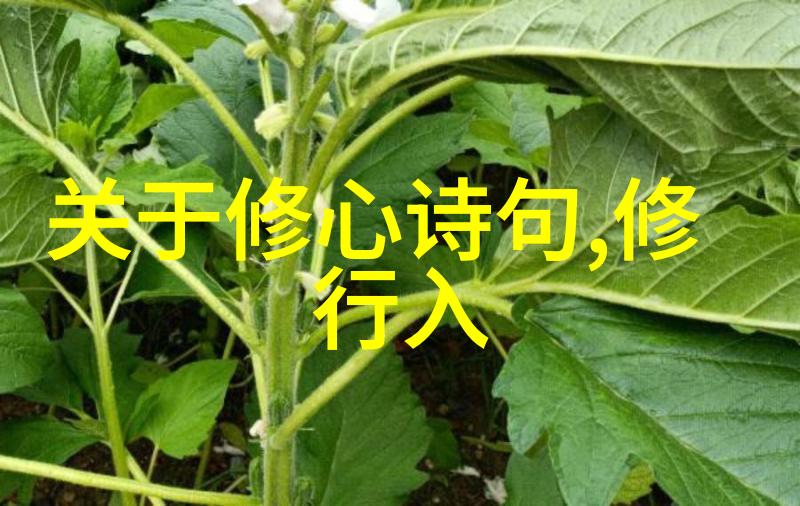 道家禅语经典语录-静观本真探索道家禅宗的智慧之言