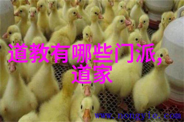 网红逆袭指北从无名小博客到社交媒体巨星的成功之路