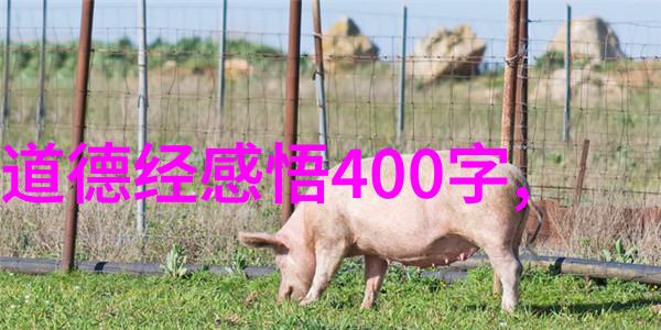 悟空心之境如何在快节奏时代应用道德经