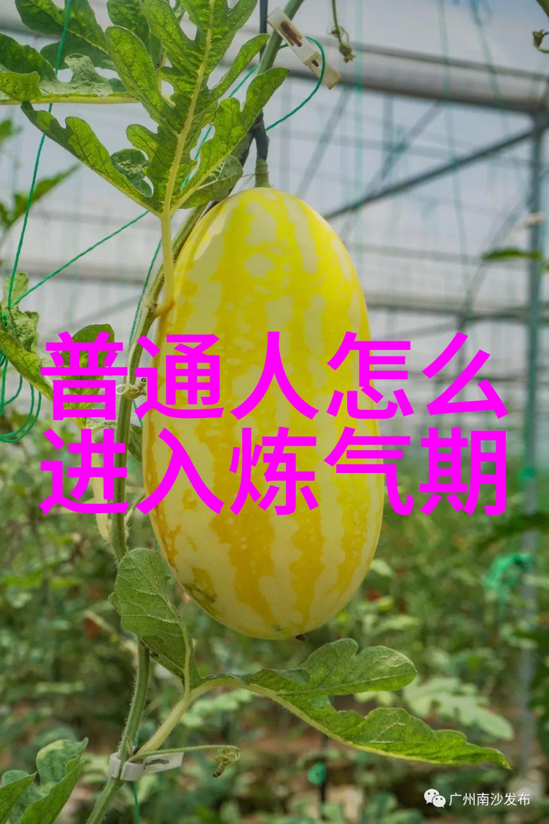 道家学说与道教我来谈谈天人合一的智慧探索道家学说与道教的深层链接