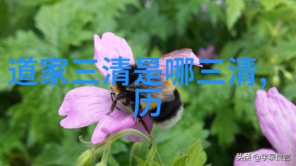 道家学说与道教我来告诉你老子笑了揭秘道家智慧的真谛