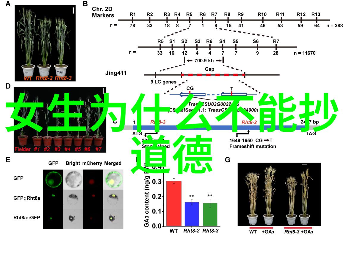 如何自学道家法术 - 道术秘籍悟道成真之路