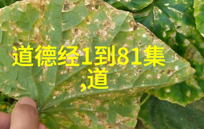 企业管理新篇章应用无作为策略提升竞争力