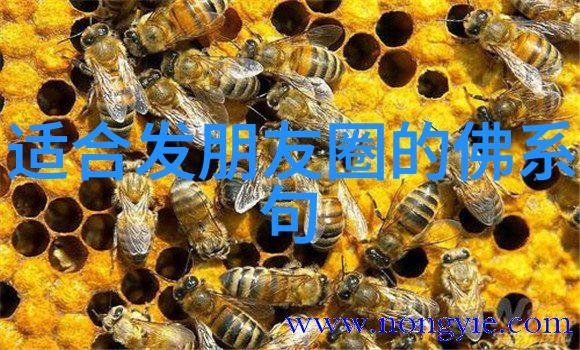 书法作品-冬日墨韵探索书法作品在冬天的落款艺术