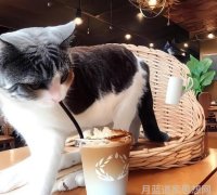 道教大师张三丰与武当派的传承